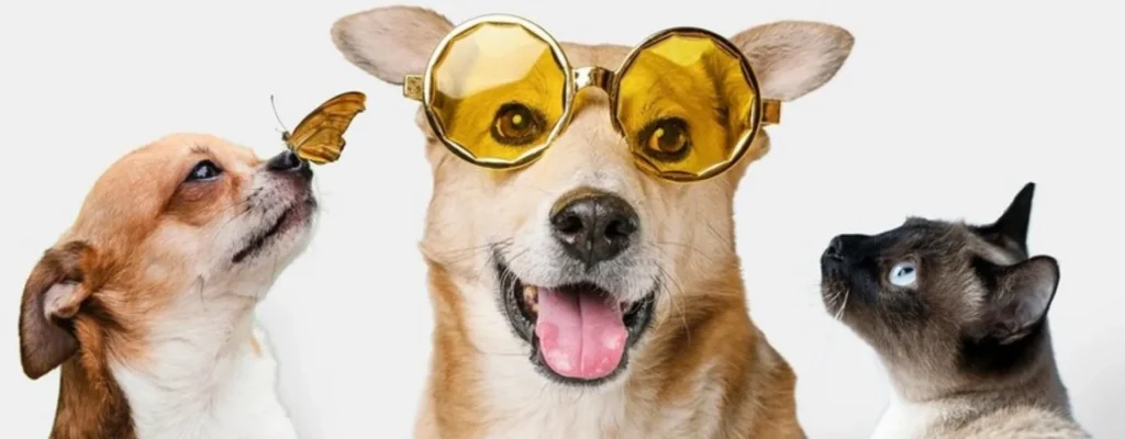 Animales de compañía sí, animales de compañía no.